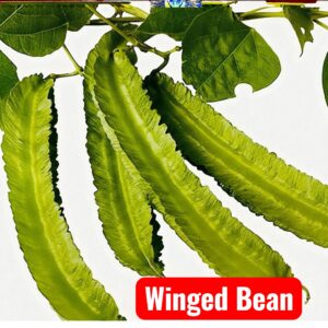 Winged Bean 20 Seeds