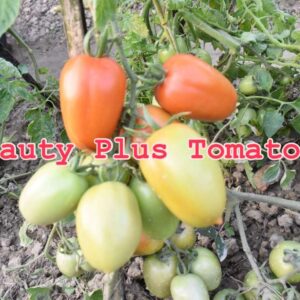 Tomato || Beauty Plus Tomato’s 1 Gram Seeds