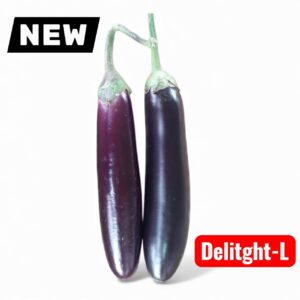 Brinjal || Delight-L eggplant 1 gram Seeds