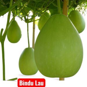 Bottle Gourd Seeds Price