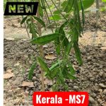Kerala MS7 Seeds