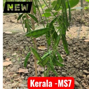 Kerala MS7 Seeds