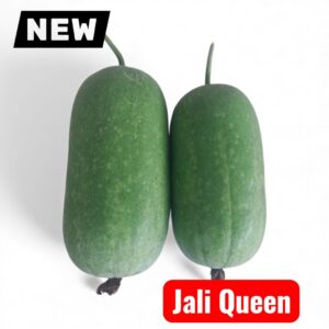 ⁠Wax Gourd || Jali Queen Wax Gourd Seeds 1 Gram Seeds