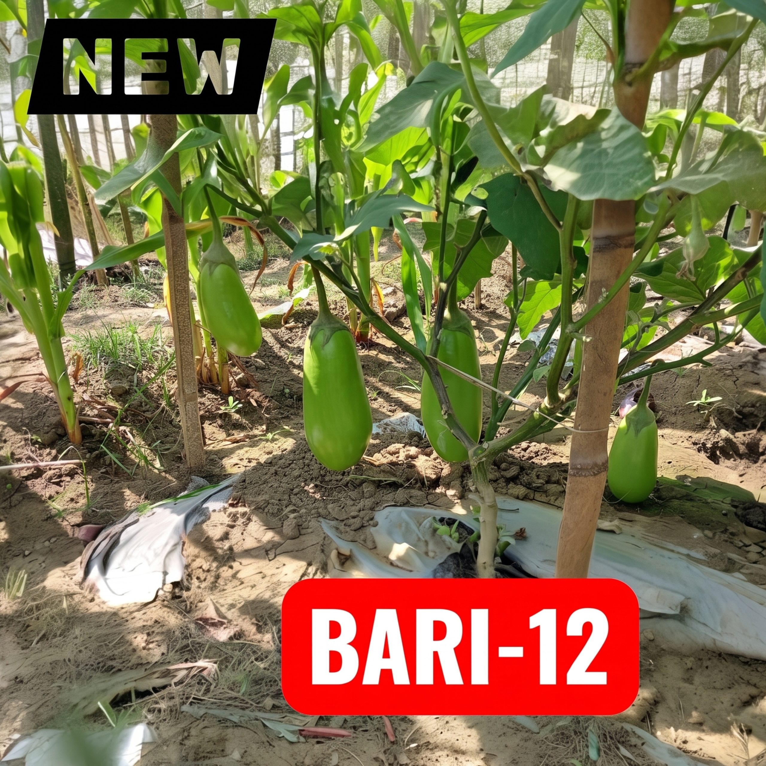 Brinjal Bari-12 Seeds | Long Green Bari-12 Eggplant Seeds | Solanum Melongena Premium Begun Seeds for Home Gardens & Farms | 1 Gram