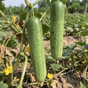 Long light green Giant Cucumbers growing on healthy garden vines with yellow blossoms.