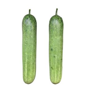 Fresh Giant Cucumbers isolated on a white background showing long uniform light green fruits. Healthy Giant Cucumber plants producing long slicing cucumbers ready for harvest.