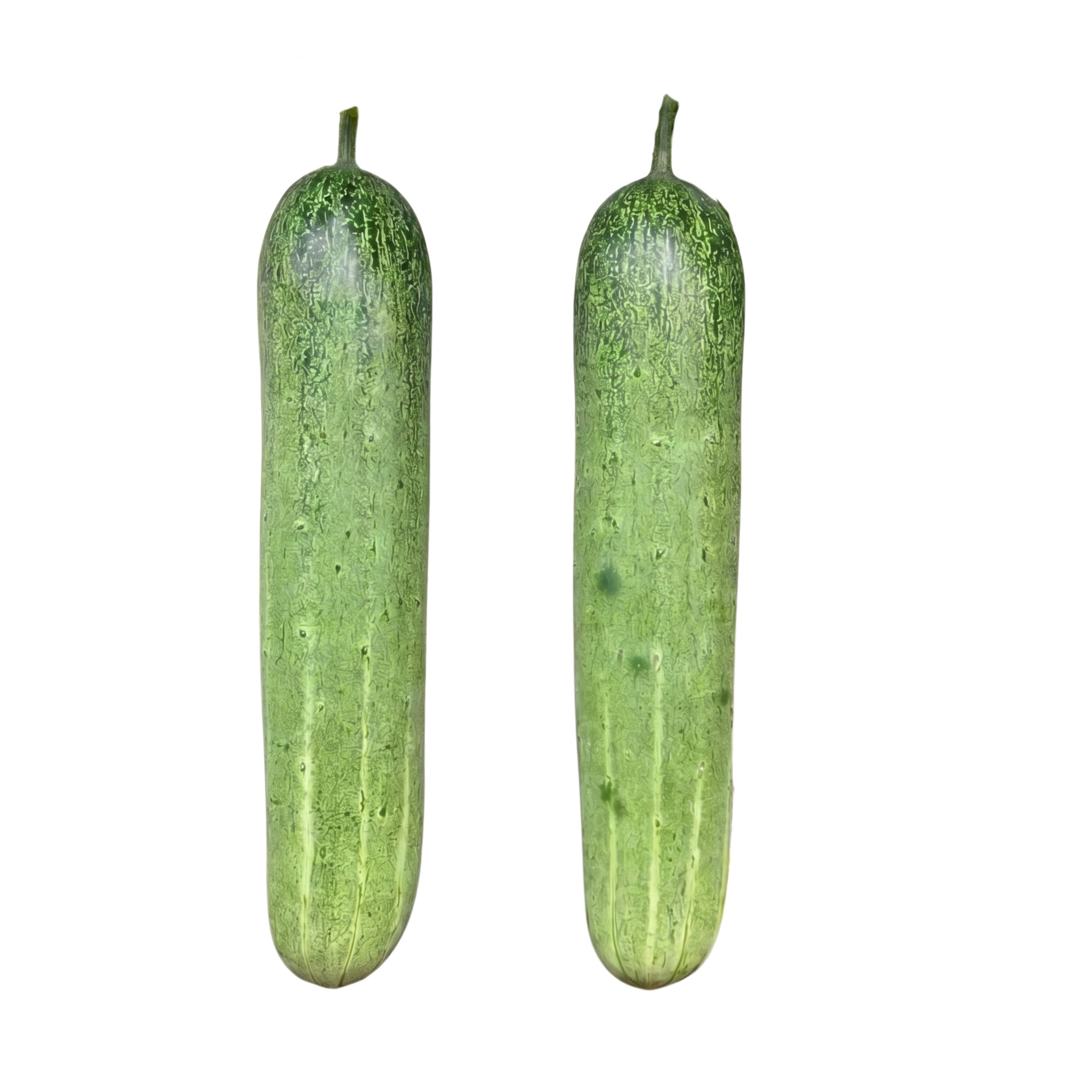 Fresh Giant Cucumbers isolated on a white background showing long uniform light green fruits. Healthy Giant Cucumber plants producing long slicing cucumbers ready for harvest.