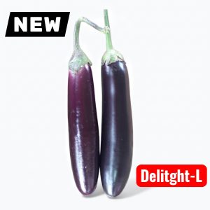 Premium Eggplant Delight-L Seeds producing uniform long purple eggplants with smooth skin for raised beds, backyard gardens, and commercial cultivation