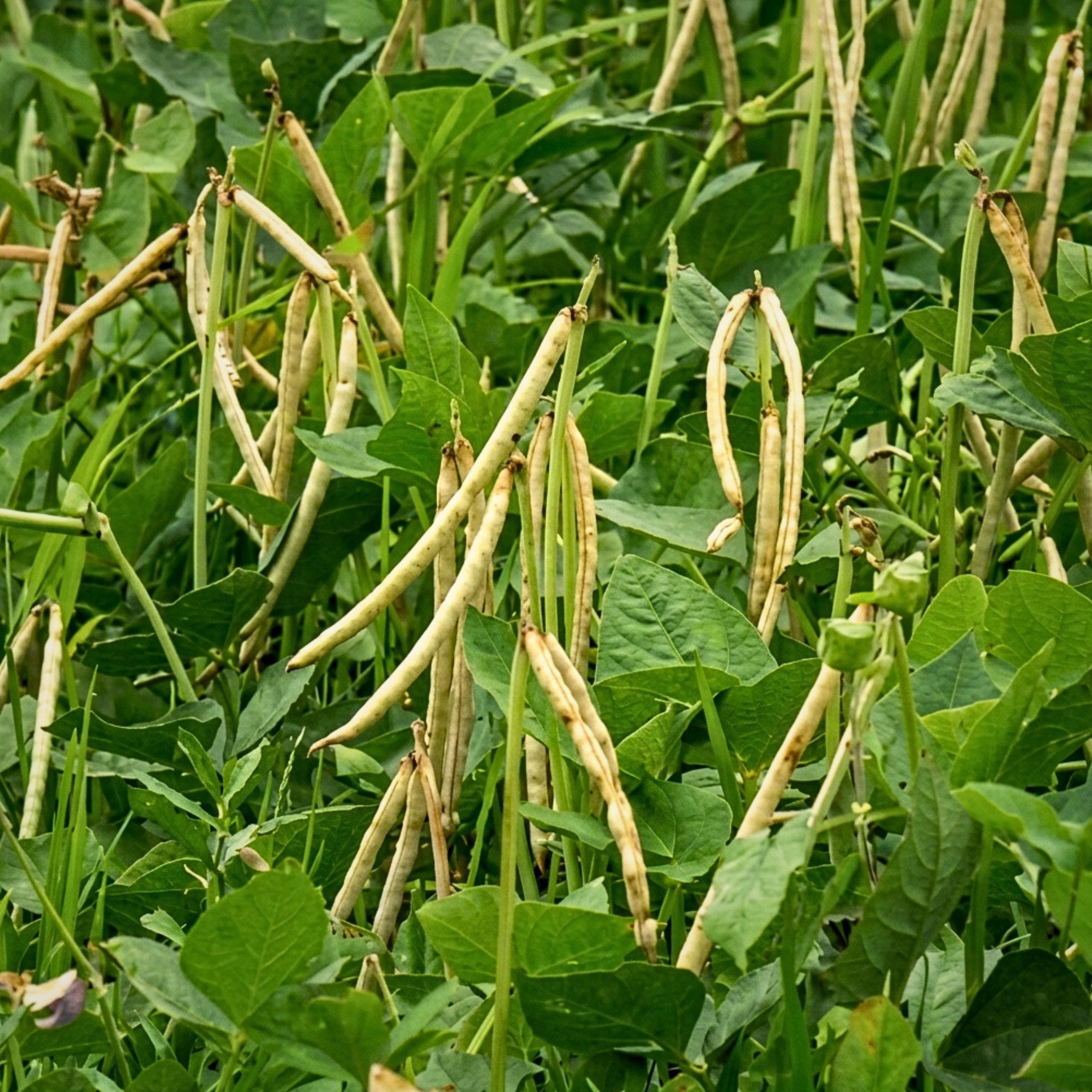 Mature dried tan and brown cowpea pods ready for harvest, Felon Dal Vigna unguiculata