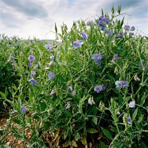 • Khesari Kalay Shak Grass Pea Lathyrus sativus seeds for sale by Mahin Agro