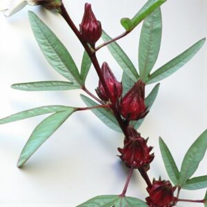 Roselle Seeds
