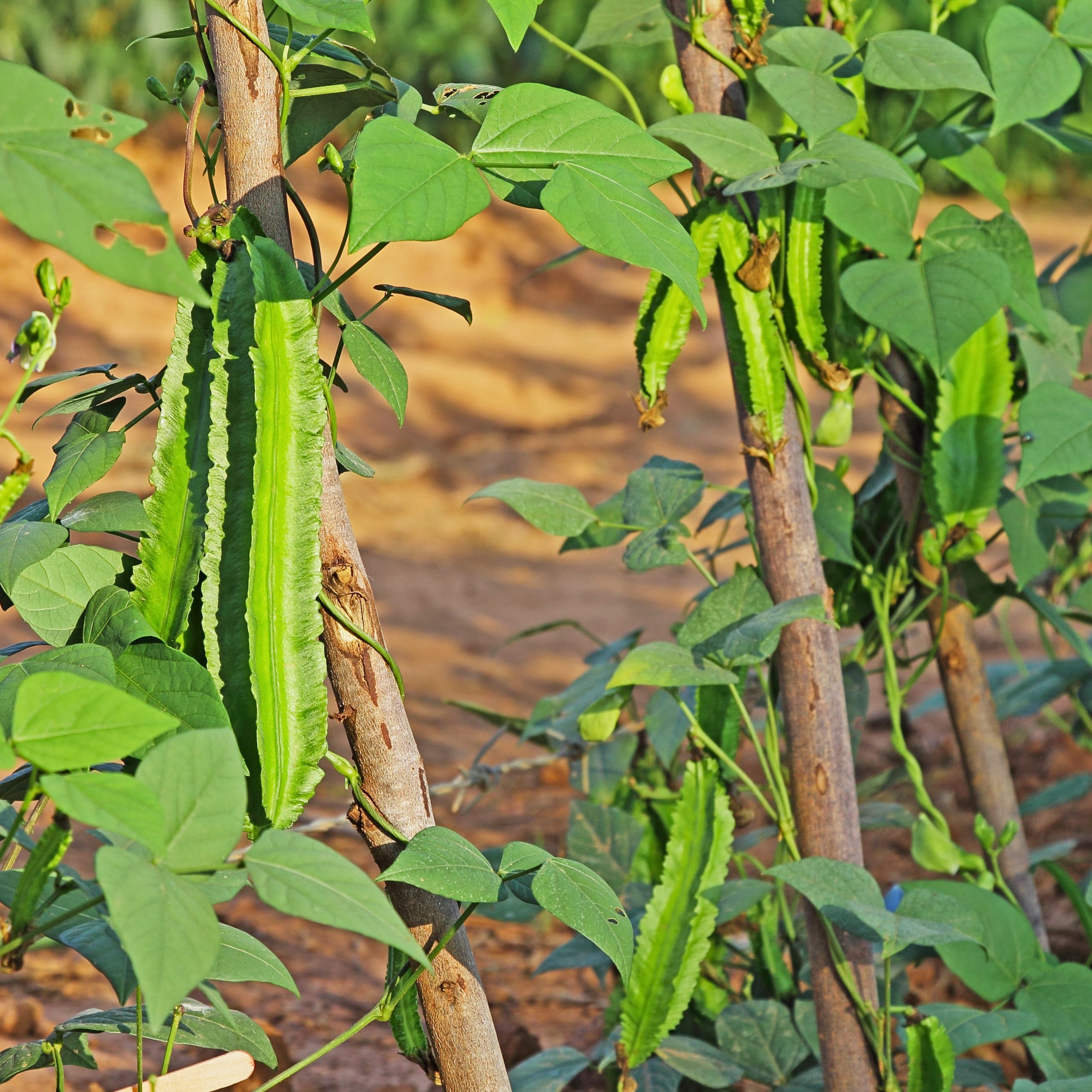 Psophocarpus Tetragonolobus, Goa Bean Seeds, Princess Bean Seeds, Dragon Bean Seeds