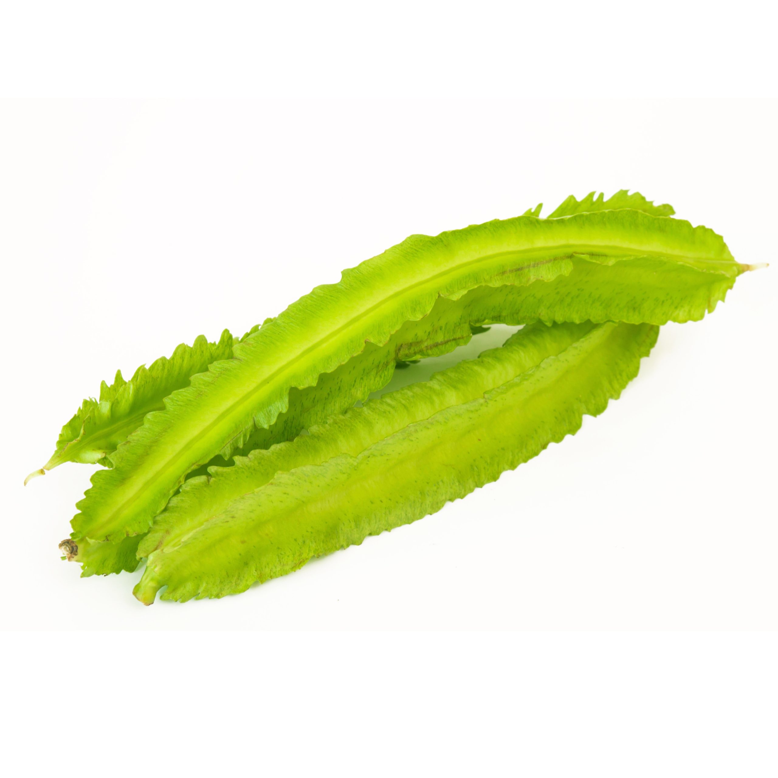 Four Angled Bean Seeds, Psophocarpus Tetragonolobus, Goa Bean Seeds, Princess Bean Seeds