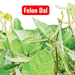 Falon Dal Seeds