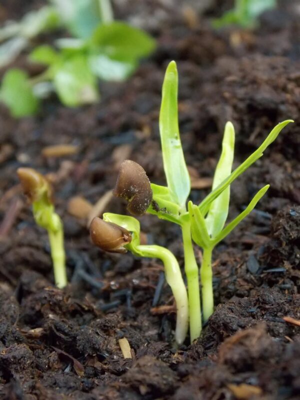 How to Germinate Seeds