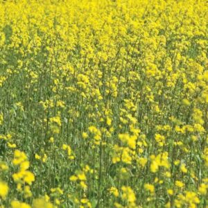 Mustard Seeds - Cover Crops