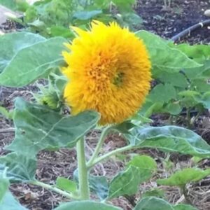 Sunflower Seeds - Yellow