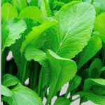 Mustard Seeds - Japanese Mustard Spinach Tender Green