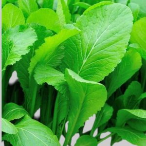 Mustard Seeds - Japanese Mustard Spinach Tender Green