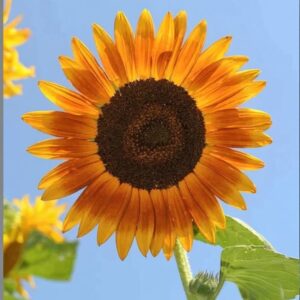 Sunflower Seeds - Red