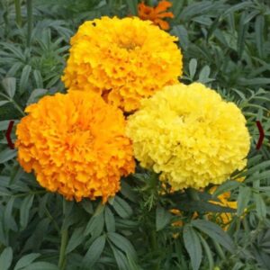 african marigold crackerjack flower