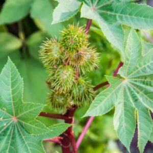 Zanzibar Castor Bean Seeds – Ricinus communis Ornamental Plant