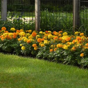 tagetes erecta marigold yellow orange