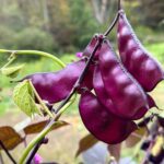 purple hyacinth bean edible pods
