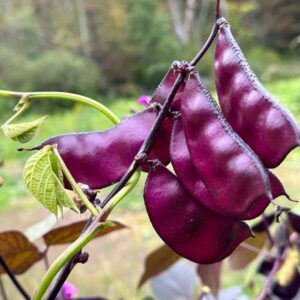 purple hyacinth bean edible pods