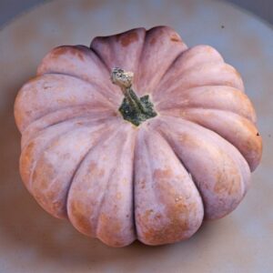 musquee de provence pumpkin heirloom variety