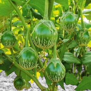 Green Thai apple eggplant Solanum melongena
