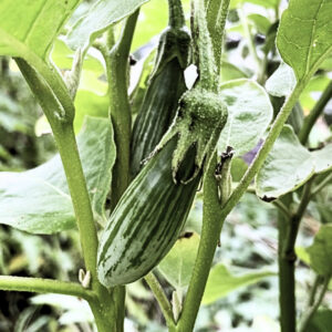 Striped Thai eggplant plant growing