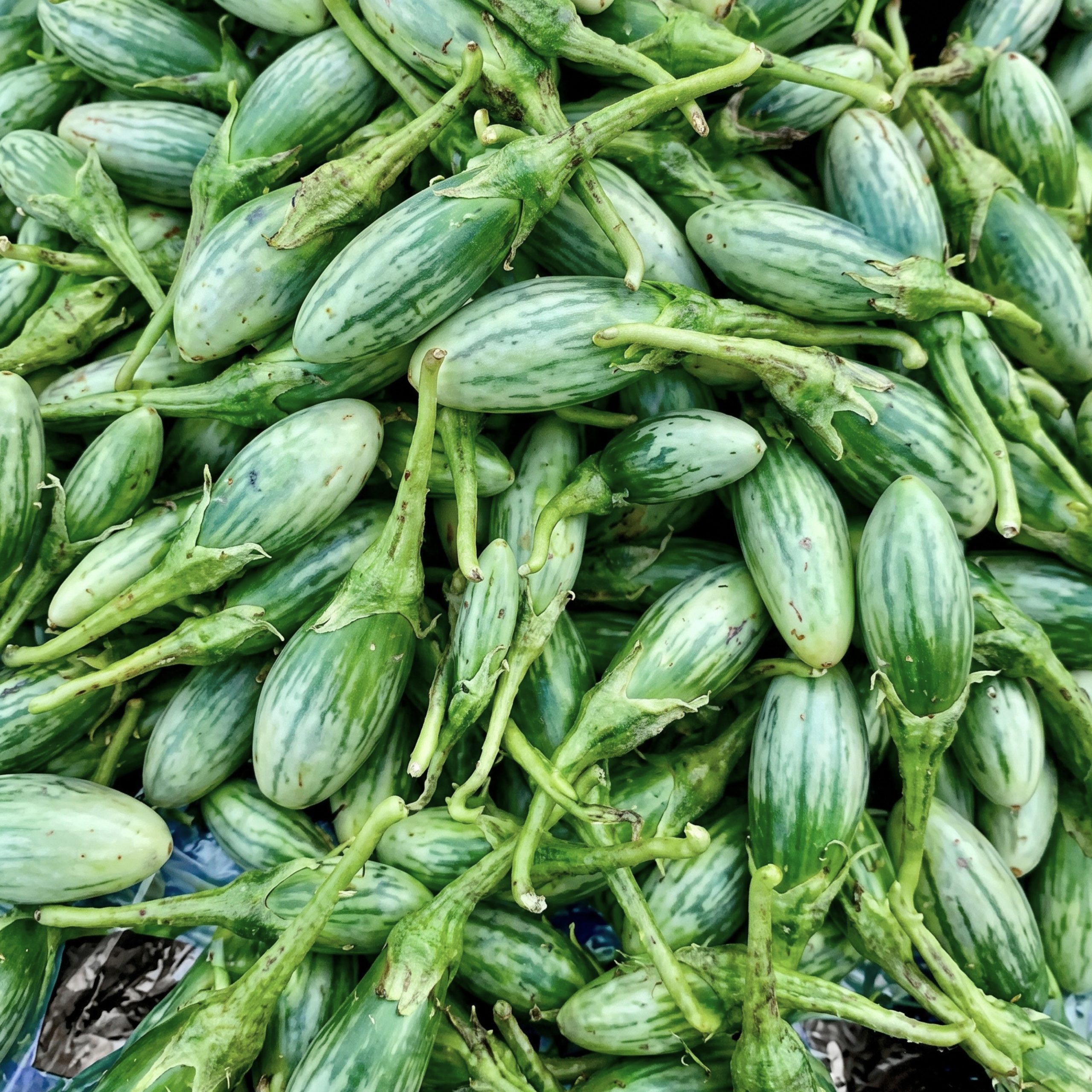 Premium Thai Rugby Eggplant Seeds displaying uniform green striped eggplants with smooth skin and tender flesh, perfect for backyard gardens, containers, and farm cultivation.