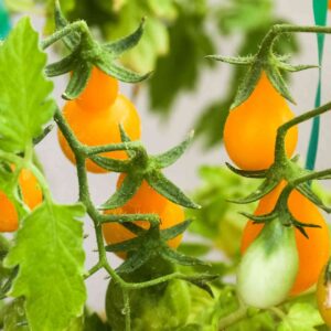 yellow pear heirloom tomato