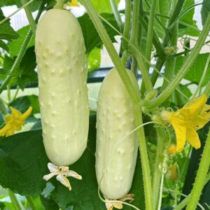 White pickling cucumber Cucumis sativus