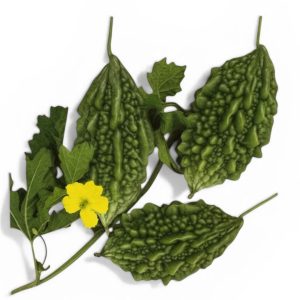 Bitter Gourd Giant Bolder Hybrid Seeds large bitter melon karela variety with bold green fruits for trellis growing in USA home gardens