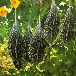 Bitter Gourd Super King Hybrid Seeds premium bitter melon karela variety with dark green textured fruits for trellis growing in USA home gardens