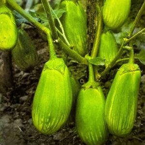 Brinjal Alrounder Hybrid Green Eggplant Seeds