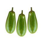Brinjal Alrounder Hybrid Seeds green eggplant variety with shiny green fruits for planting in USA home gardens