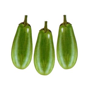 Brinjal Alrounder Hybrid Seeds green eggplant variety with shiny green fruits for planting in USA home gardens