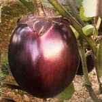 Brinjal Metal Tal Begun Seeds producing large round deep purple Bangladeshi heirloom eggplant fruits in home garden