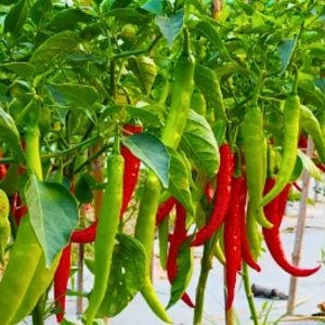 Green Chili Hot Pepper Seeds