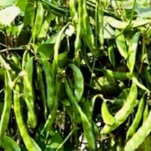 Knoldog country bean pods fresh harvest green hyacinth bean variety