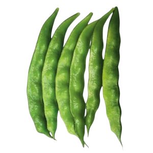 Open pollinated Knoldog lablab bean seeds green pods Bangladesh variety