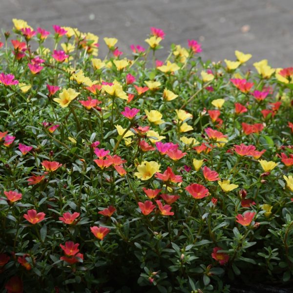 Portulaca Double Mix Seeds 1 Gram  Moss Rose Double Flower Mix | Portulaca  grandiflora | Drought-Tolerant Colorful Summer Garden Flowers