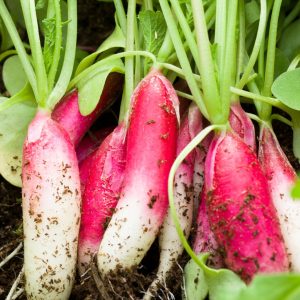 Radish China Rose Organic heirloom rose-red radish roots with tapered shape for cool season home garden planting