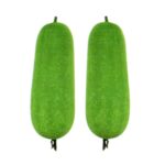 Wax Gourd Taj Hybrid Seeds winter melon variety with smooth shiny green fruits for planting in USA home gardens