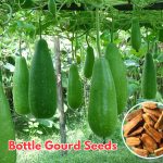 Bottle Gourd Seeds with mature bottle gourds growing on trellis