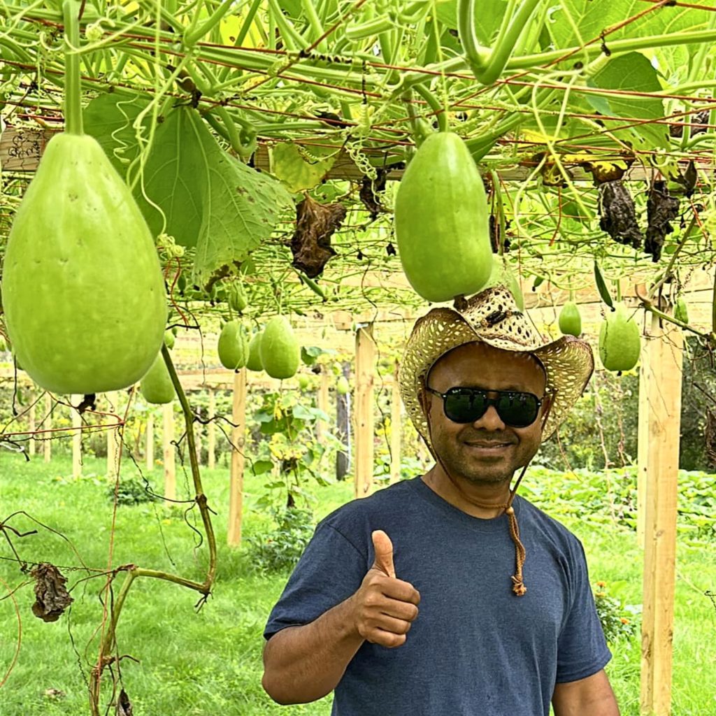 Close-up of young bottle gourd fruits growing on vine
