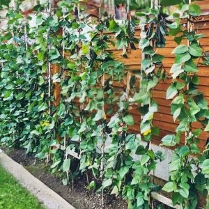 Country Bean Goal Gaddah Seeds purple hyacinth bean vines growing on trellis